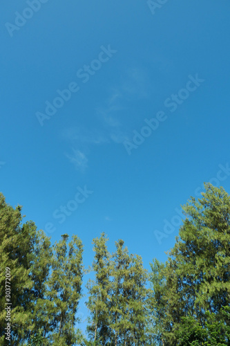 The pine trees stand in a row with clear sky during the winter day in background