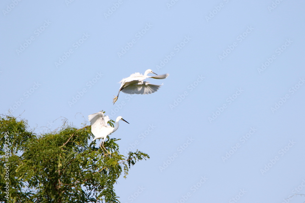white Egret in flight white Egret in flight