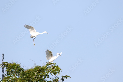white Egret in flight © William