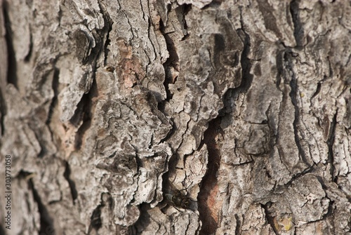 Close up bark structure of fir tree