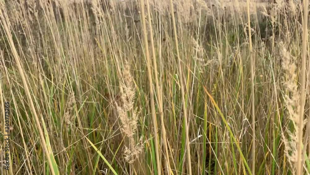 The camera soars up over a field with grass swaying in the wind The camera soars up over a field with grass swaying in the wind