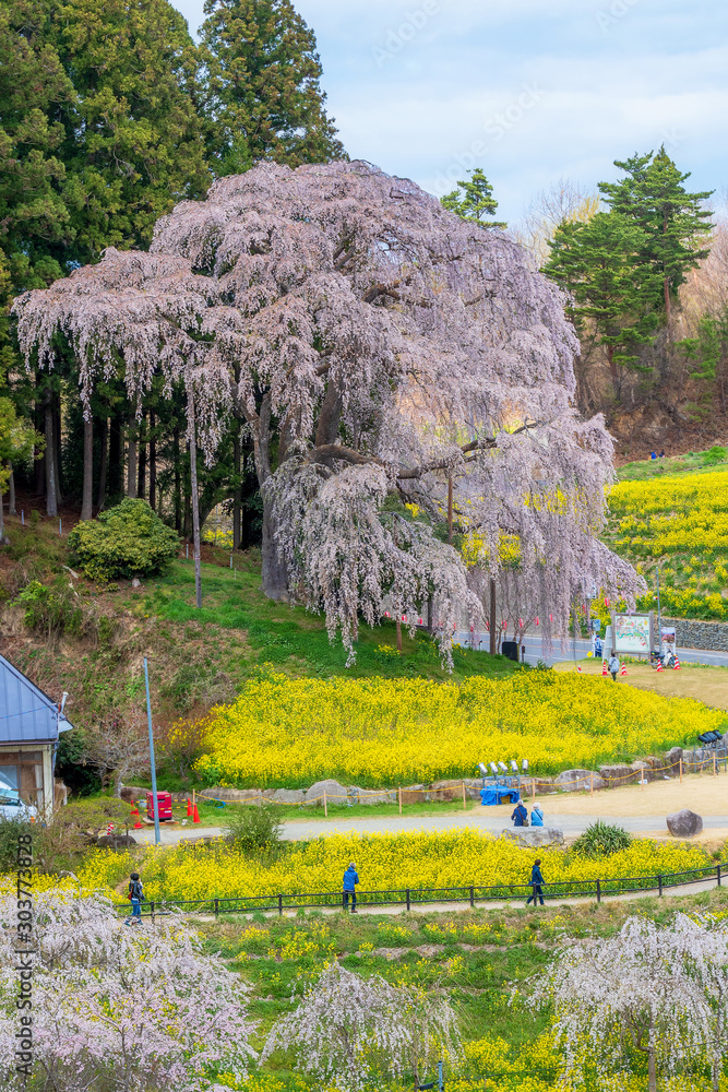 Φωτογραφία Full blooming of Kassenba giant pinky weeping cherry blossom with surroungding beautiful yellow flowers field