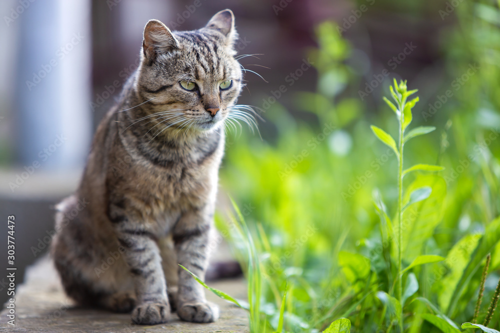 Big domestic cat enjoying warm summer weather. Big domestic cat enjoying warm summer weather.