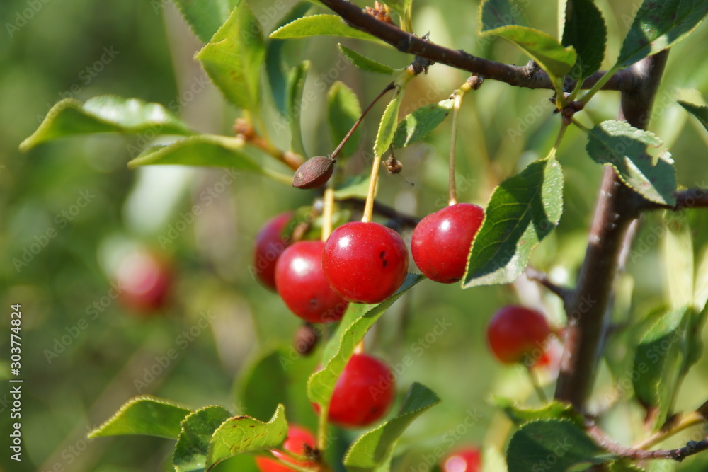Red ripe cherry on a tree against a background of tender green leaves with a blurred background.