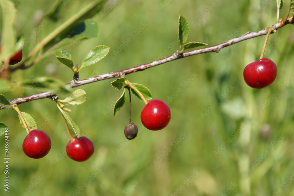 Red ripe cherry on a tree against a background of tender green leaves with a blurred background.