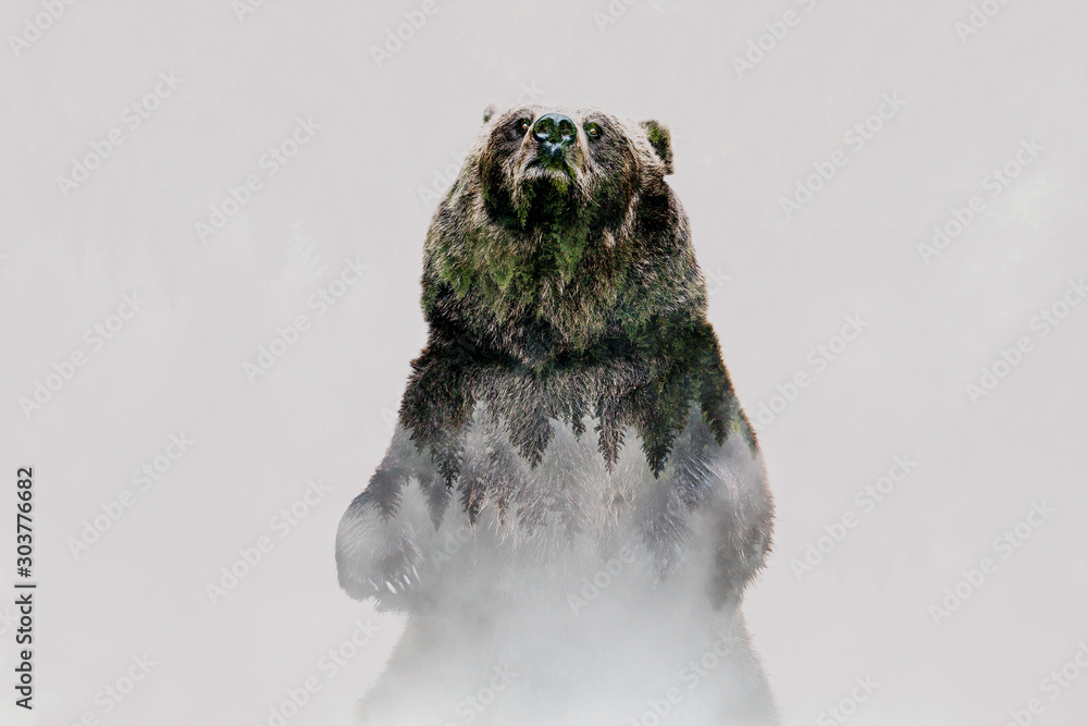 Fototapeta Niedźwiedź i mgliste góry