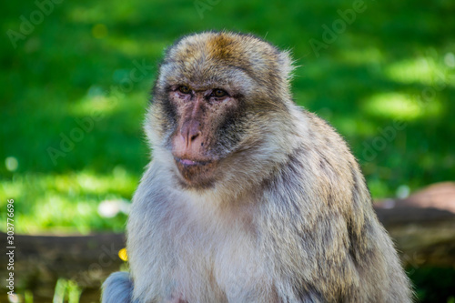 Macaque de barbarie ou Magot. © Bernard GIRARDIN