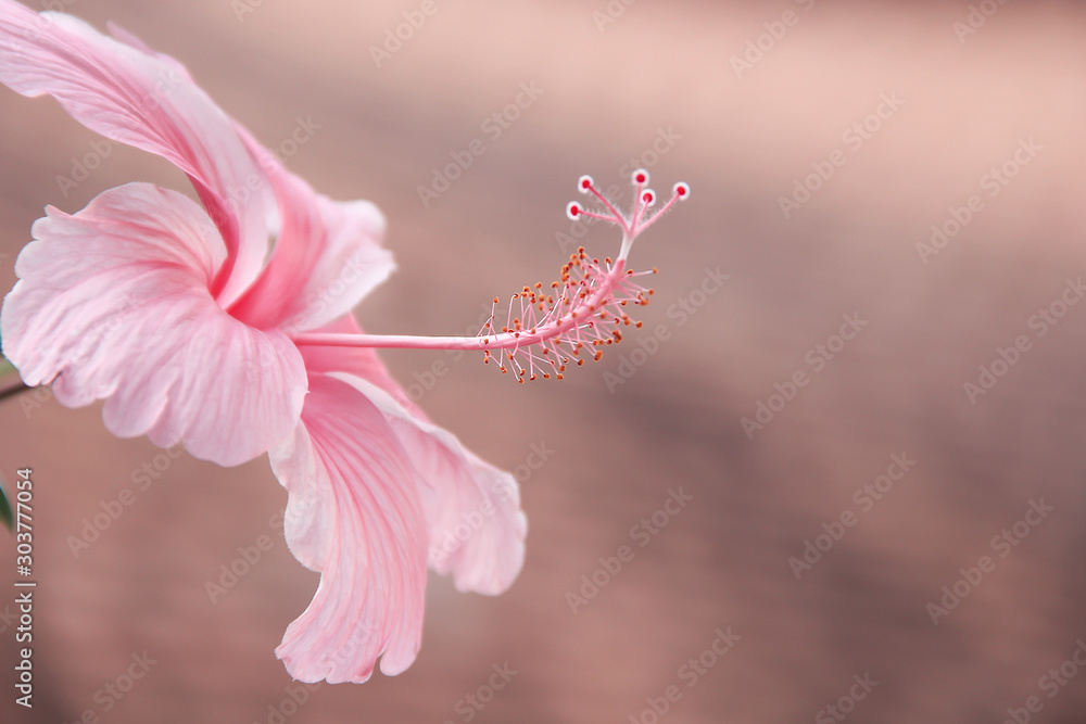 Fototapeta premium Pink chaba or hibiscus rosa sinensis flowers blooming in nature garden blurred background