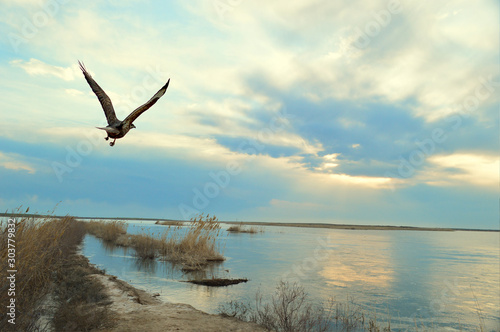 birds in flight