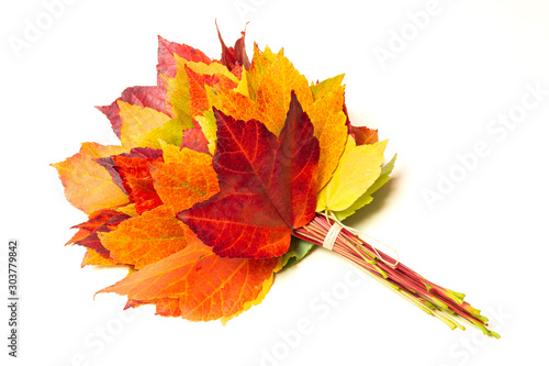 Autumn leaves with color tones from green to red