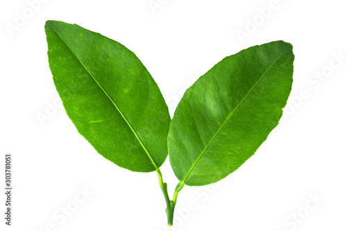 fresh green lemon leaves isolated on white background. lime leaf and green herbs for cooking