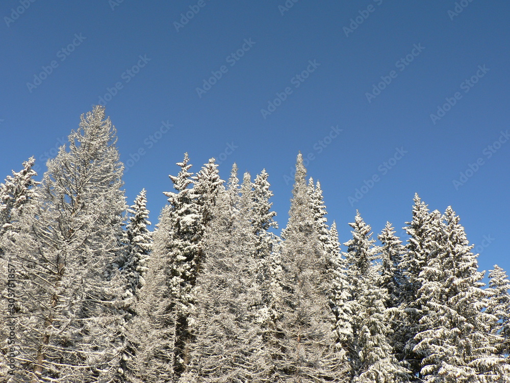 Sunny and snowy winter day. Snowy fir branch on a blue sky background. Pine or fir tree in the snow. Sunny and snowy winter day. Snowy fir branch on a blue sky background. Pine or fir tree in the snow.
