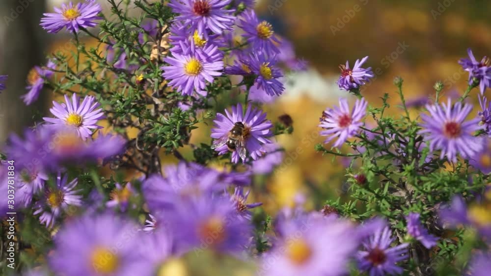 Bees collect pollen from flowers. Bee close-up. Pink artisanal flowers. Insects on the flowers Bees collect pollen from flowers. Bee close-up. Pink artisanal flowers. Insects on the flowers