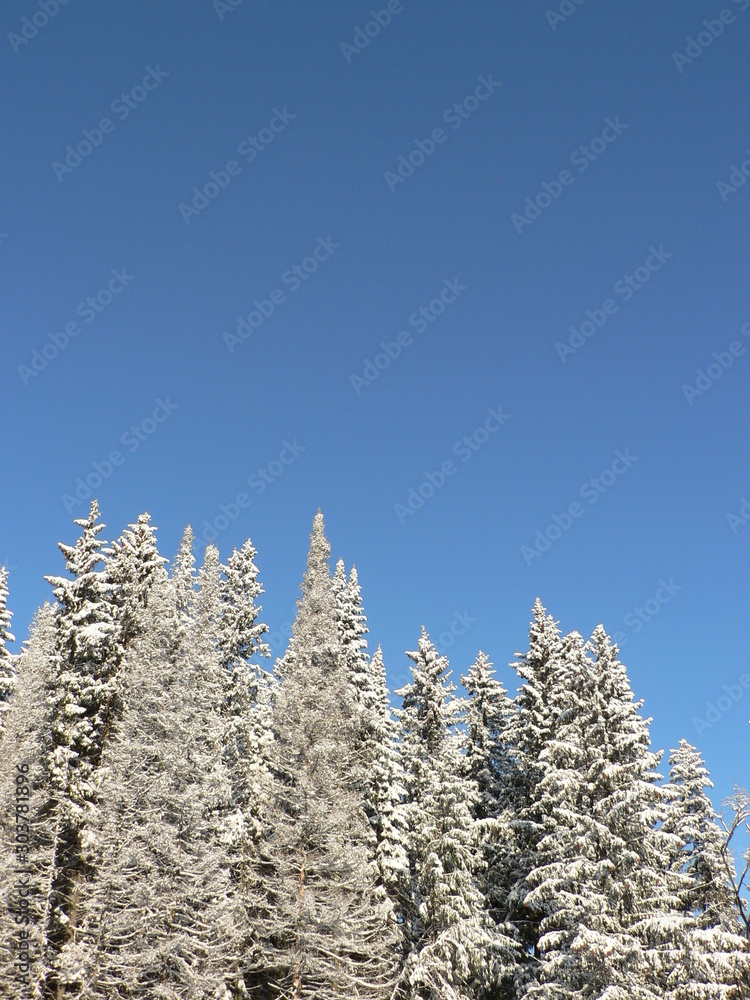 Sunny and snowy winter day. Snowy fir branch on a blue sky background. Pine or fir tree in the snow. Sunny and snowy winter day. Snowy fir branch on a blue sky background. Pine or fir tree in the snow.