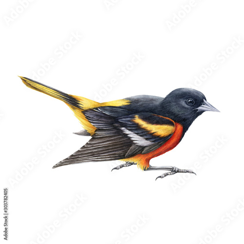 Fotografía Baltimore oriole watercolor illustration