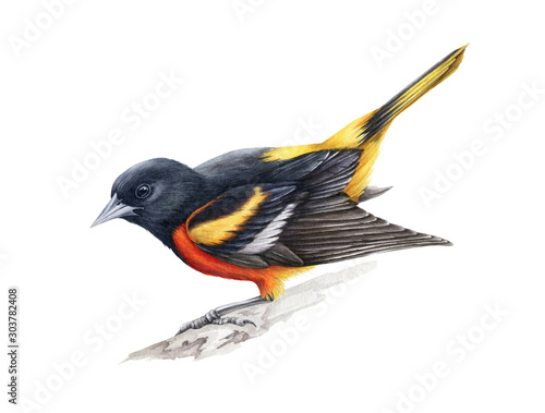 Фотография Baltimore oriole watercolor illustration