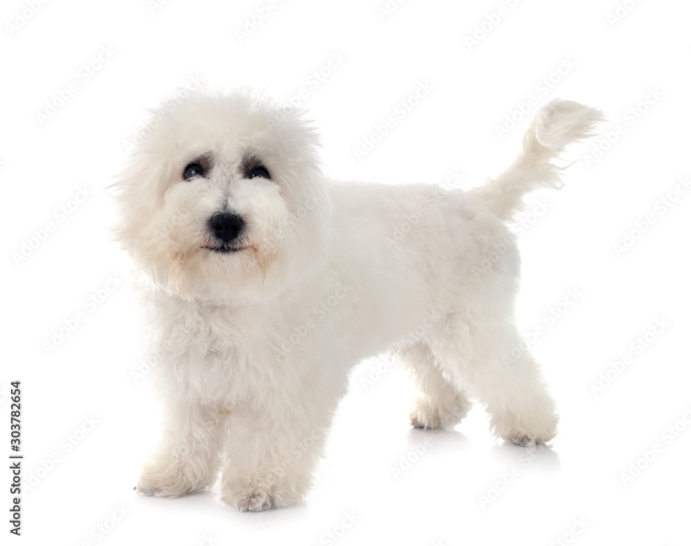 Bichon Frise in studio Bichon Frise in studio