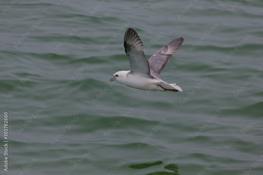 Bird over a cold sea water near Iceland shore Bird over a cold sea water near Iceland shore