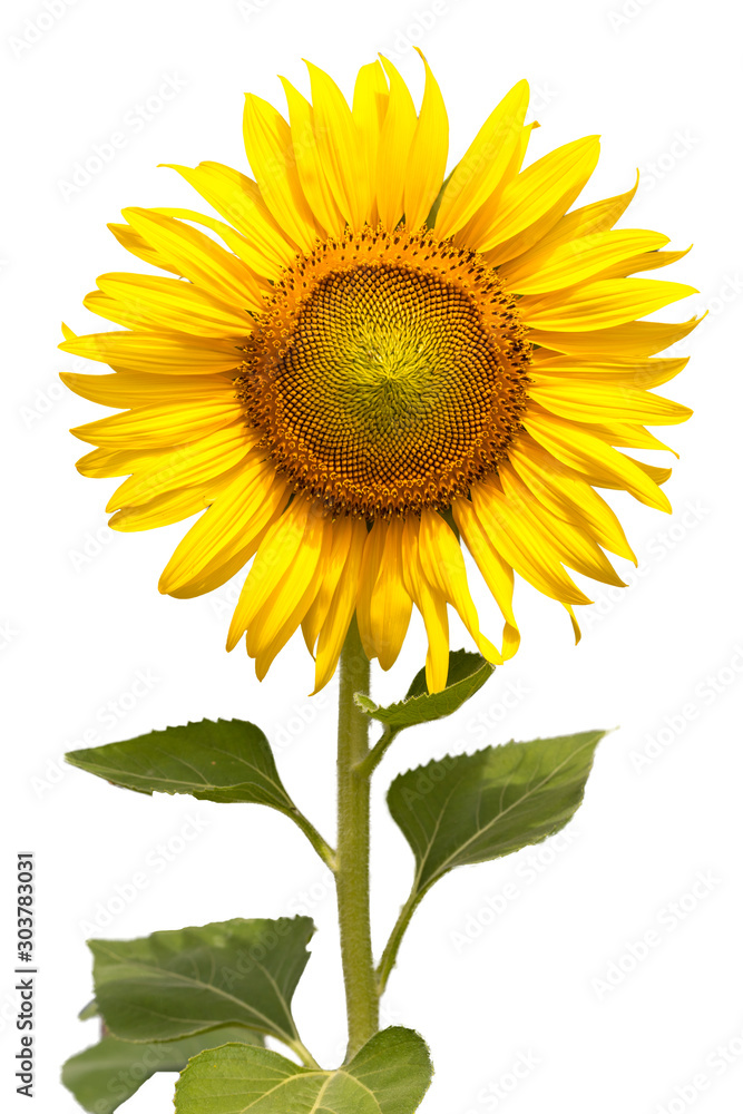 Flower, sunflower isolated on white background. Sunflower with seed. Flower, sunflower isolated on white background. Sunflower with seed.