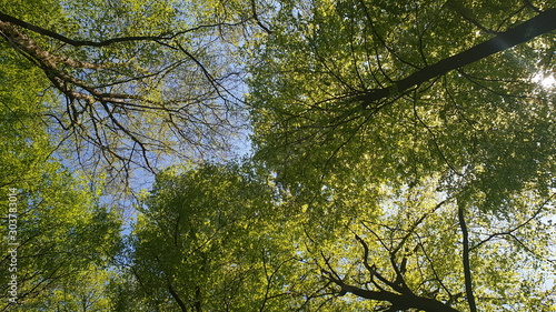 tree in the forest