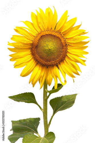 Flower, sunflower isolated on white background. Sunflower with seed. 