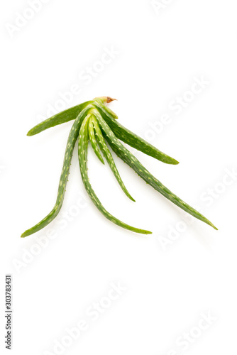 Closeup of aloe plant  isolated on white background.