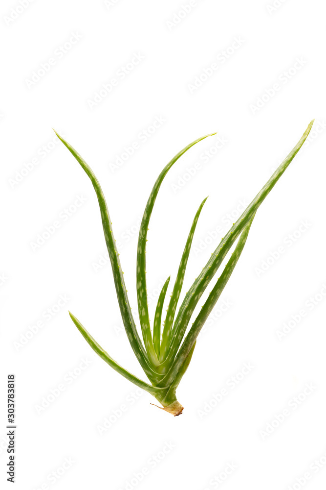 Fototapeta premium Aloe vera plant isolated on white background.