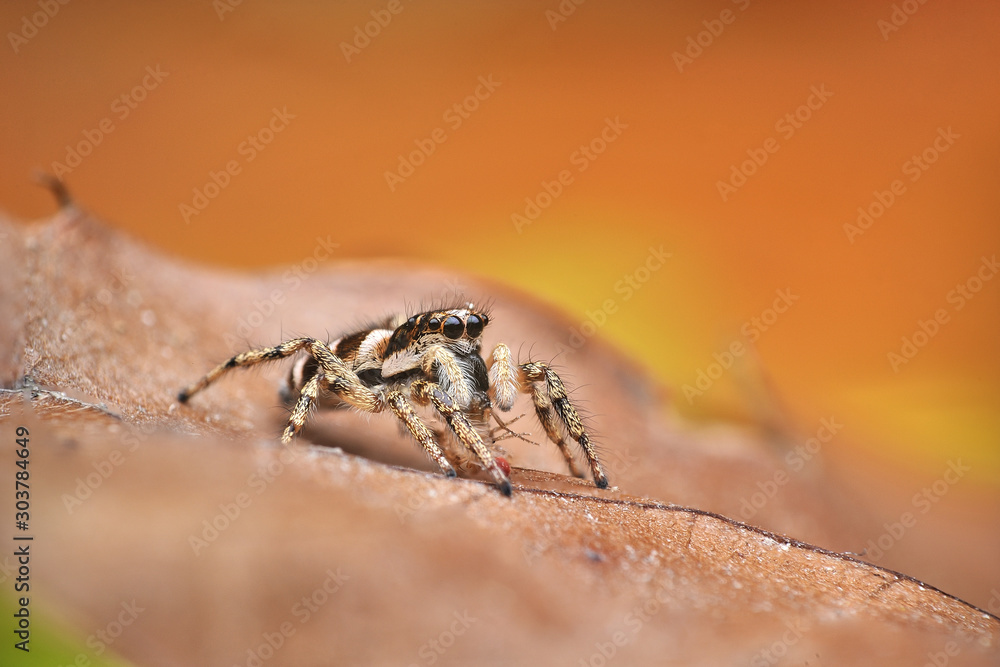 Salticus scenicus Salticus scenicus