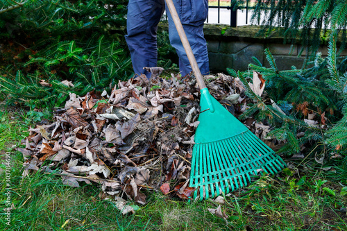 Spring cleaning in the garden. Raking dry leaves.