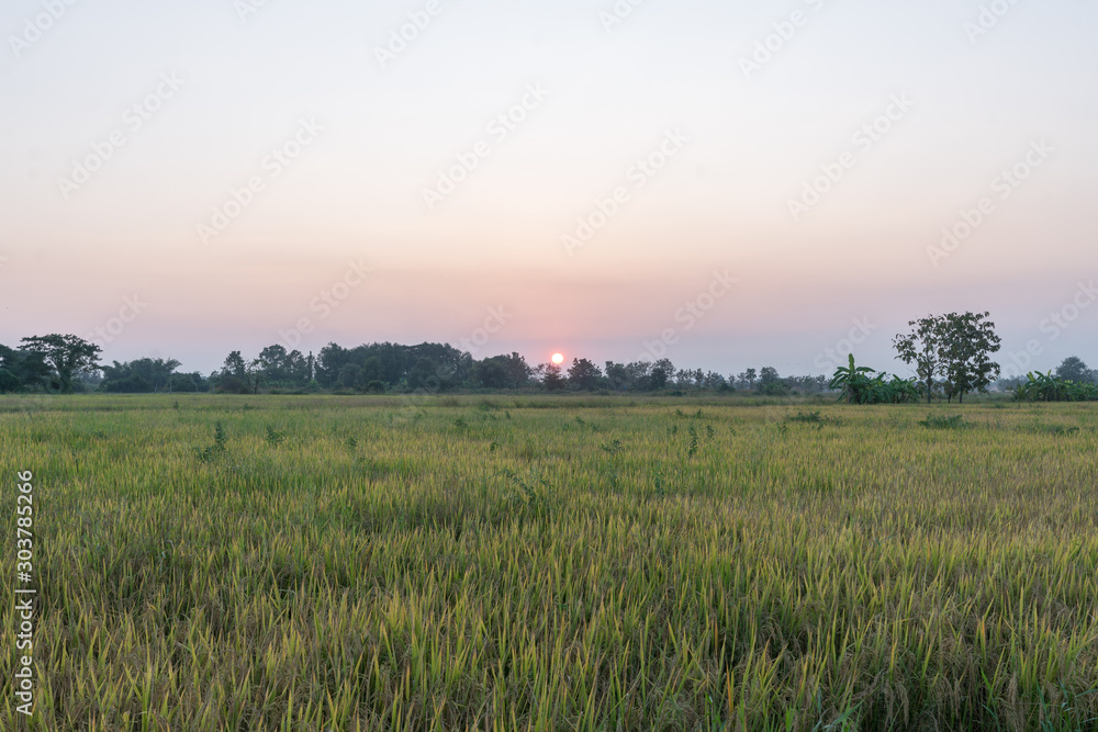 The wheat field in the countryside during the sunset