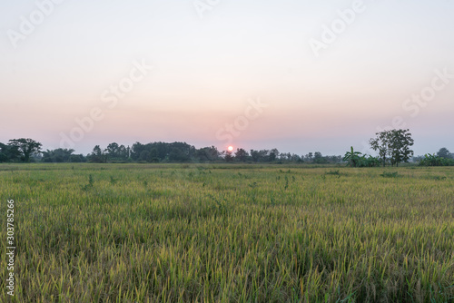 The wheat field in the countryside during the sunset
