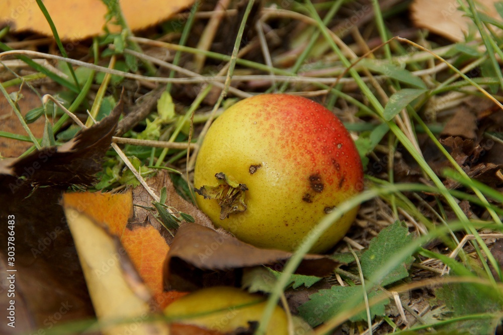 The yellow-red wild pear lies on the ground, covered with dry leaves, illuminated by the setting sun. The yellow-red wild pear lies on the ground, covered with dry leaves, illuminated by the setting sun.