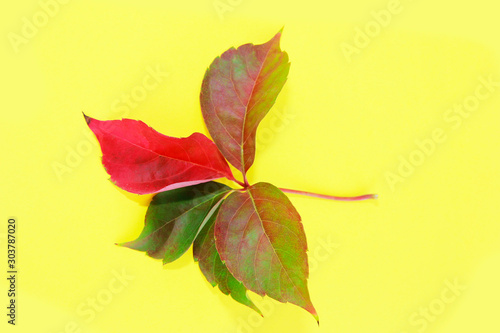 autumn natural red green leaves on a yellow background