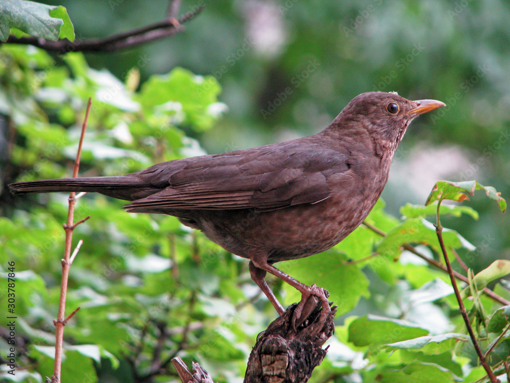 Small bird on the tree