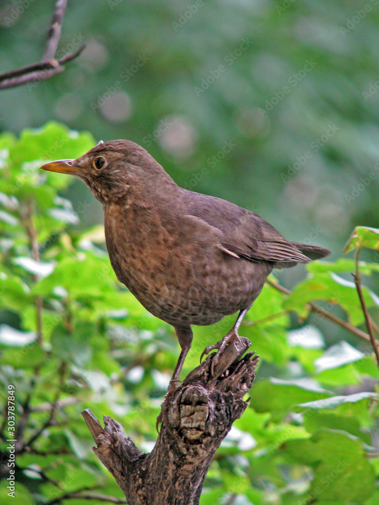 Small bird on the tree