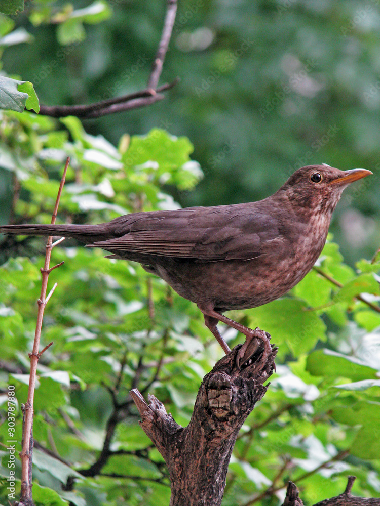 Small bird on the tree