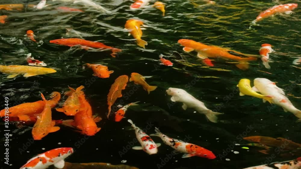 Beautiful koi fishes swimming in a water garden. Beautiful koi fishes swimming in a water garden.