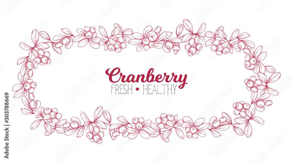 Cranberry. Element for design. Good for product label. Colored vector illustration. Graphic drawing, engraving style. Vector illustration
