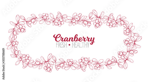 Cranberry. Element for design. Good for product label. Colored vector illustration. Graphic drawing, engraving style. Vector illustration © Elen  Lane