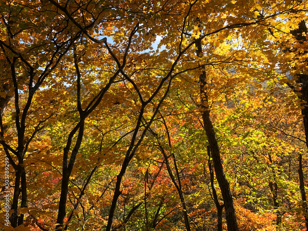 日本の秋の山の中の風景