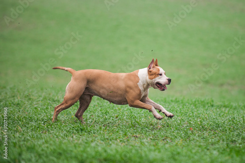 Staffordshire Terrier autumn, dog