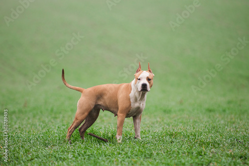 Staffordshire Terrier autumn, dog