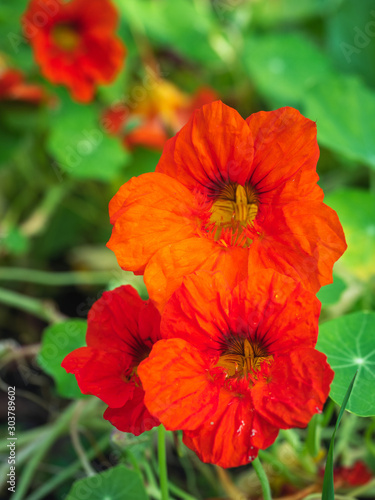 Red nasturtium blooms profusely in the flower bed of the Botanical garden,