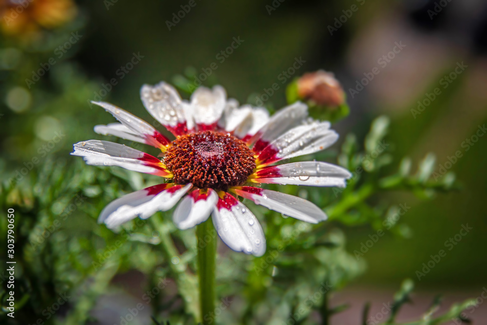 Beautiful bright flower on the background of green alley Beautiful bright flower on the background of green alley