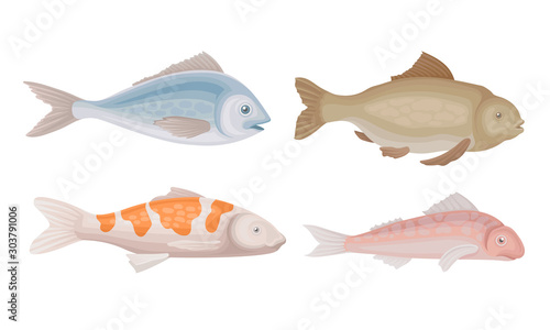 Realistic Marketable Fish Vector Set. Various Sorts of Fresh Fish Collection