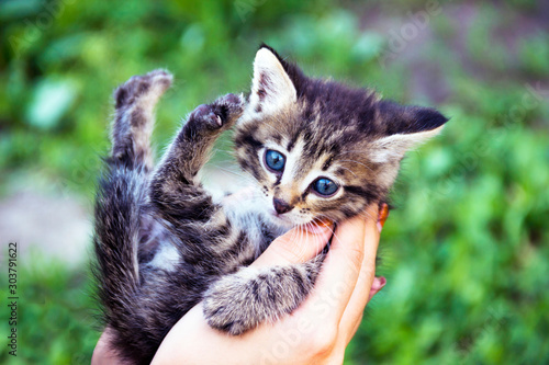 A small striped, white - gray kitten with blue eyes, lies in the hands of a girl, looks in surprise at the camera against a background of green vegetation