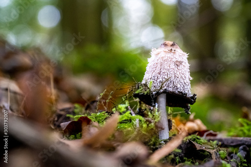 Shaggy inky cap standinng at the green moss in the woods photo