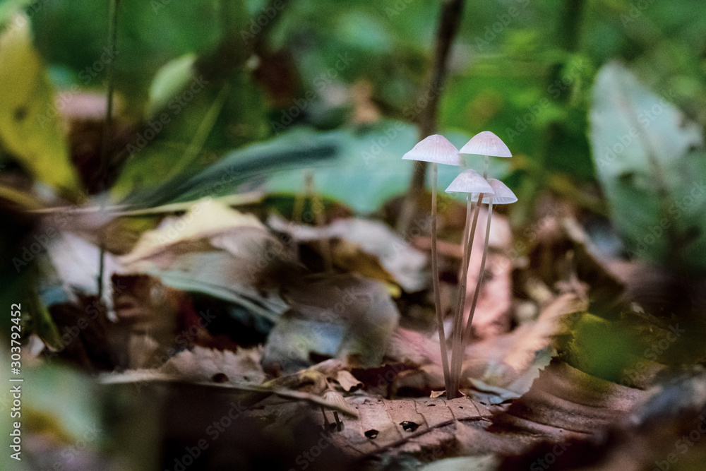 Bunch of miniscule mushroom among the autumn leaves Bunch of miniscule mushroom among the autumn leaves