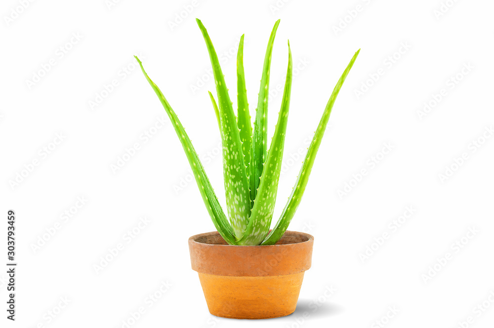Fresh green aloe vera plant in old clay pot isolated on white background with clipping path Fresh green aloe vera plant in old clay pot isolated on white background with clipping path