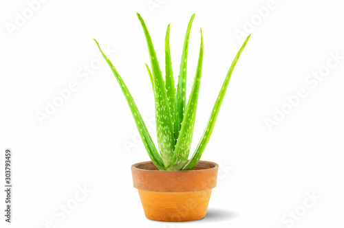Fresh green aloe vera plant in old clay pot isolated on white background with clipping path